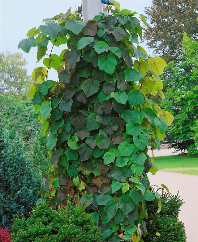 Aristolochia Macrophylla Pfeifenwinde Großblättrig 60–100 cm