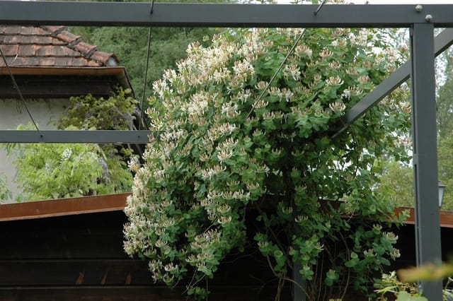 Lonicera Caprifolium Jelängerjelieber 60–100 cm Duftend