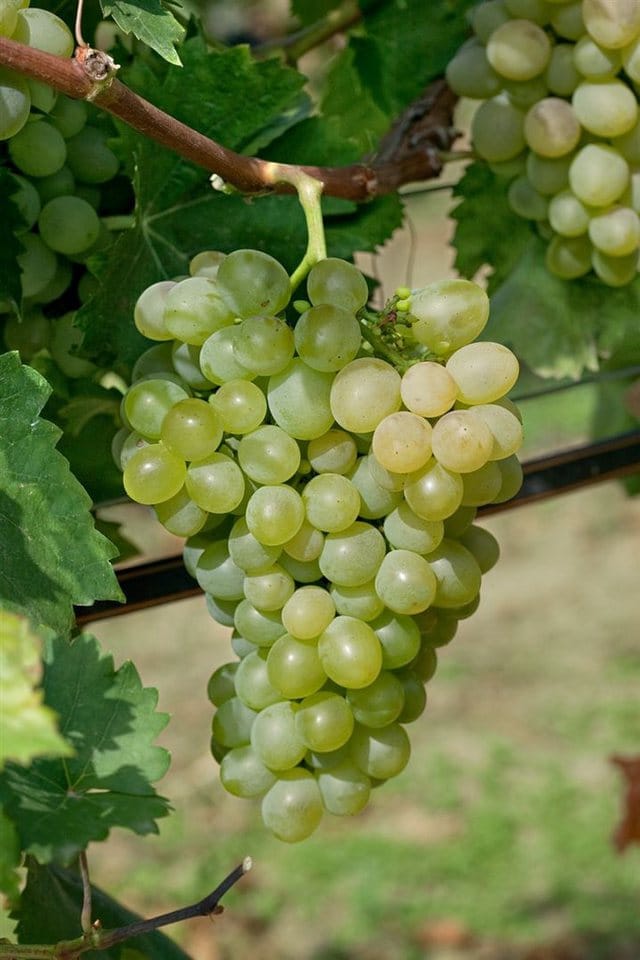 Vitis Vinifera Unio Weinrebe 80–100 cm