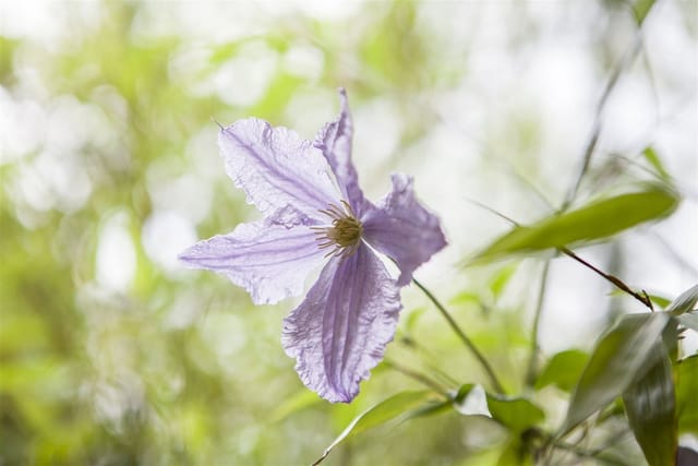 Clematis Hybride Blekitny Aniol Waldrebe Hellblau 60–100 cm