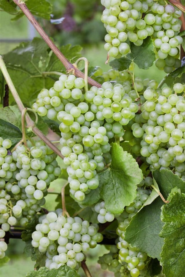 Vitis Vinifera Lakemont Weinrebe Kernlos 80–100 cm