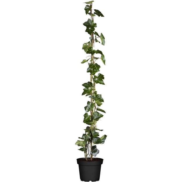 Hedera Helix Hibernica Irischer Efeu 80–100 cm