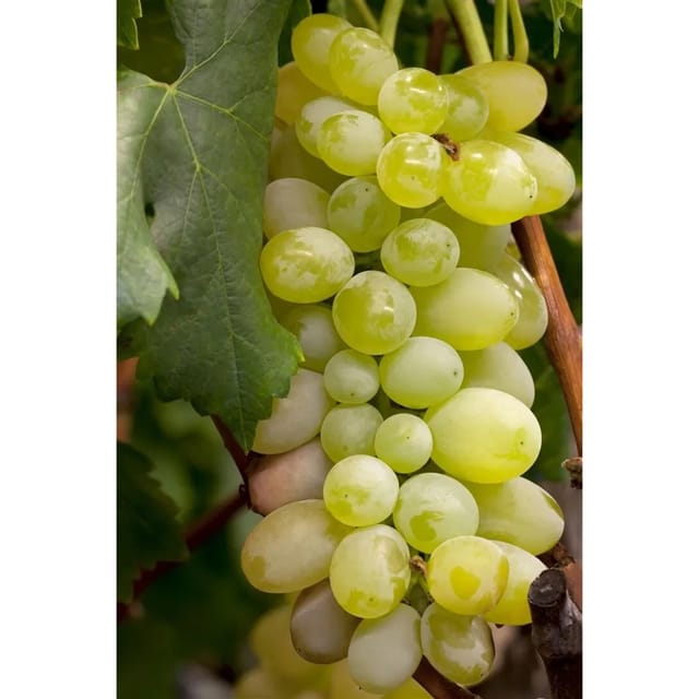 Vitis Vinifera Primus Weinrebe 80–100 cm