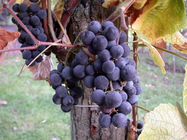 Vitis Vinifera Kernlos Blau 80–100 cm