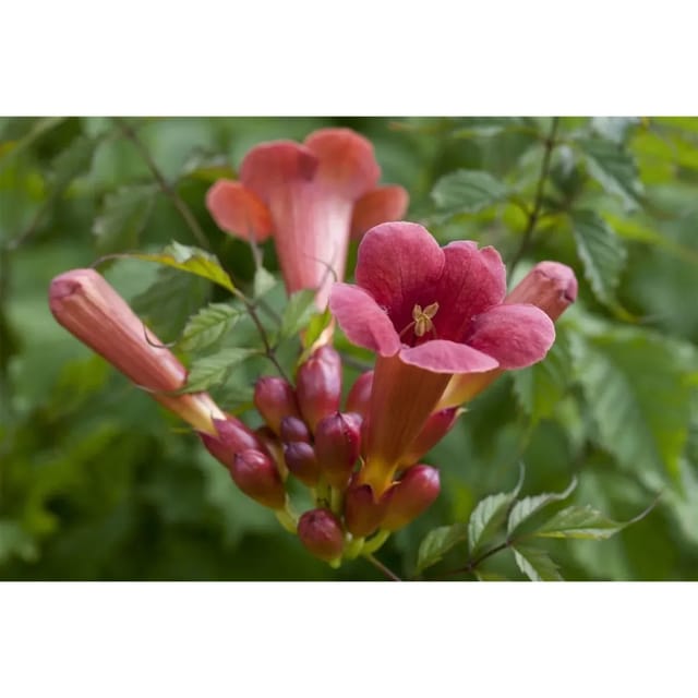 Campsis Radicans Stromboli -R- Trompetenblume Leuchtend Rot 60–100 cm