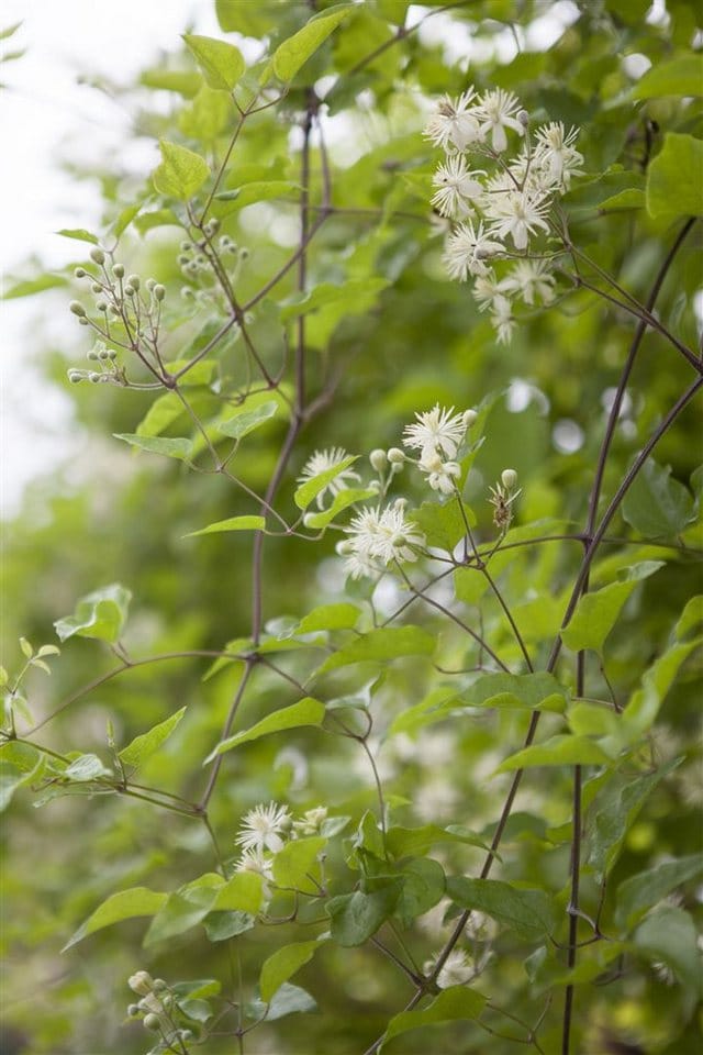 Clematis Vitalba Waldrebe Weiß 60–100 cm