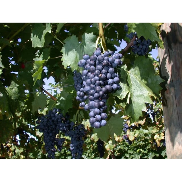 Vitis Vinifera Regent Weinrebe 100–150 cm