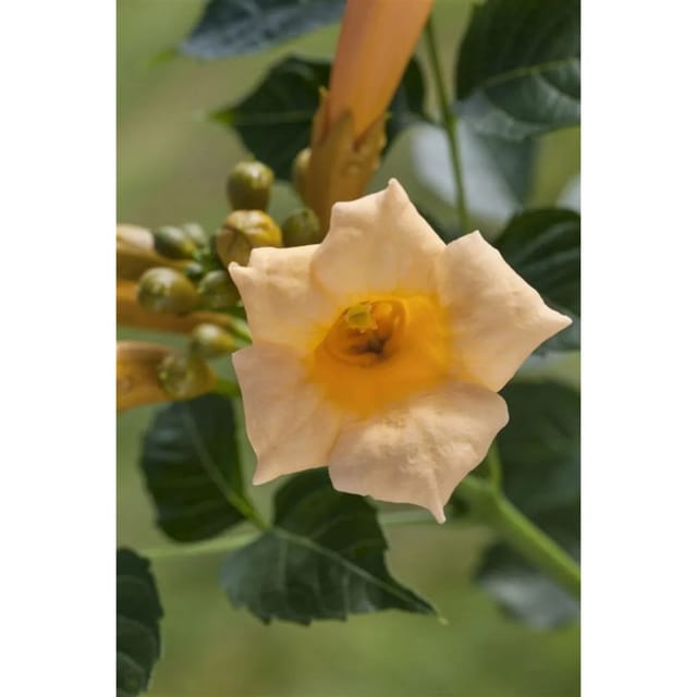Campsis Radicans Flava Trompetenblume Gelb 40–60 cm
