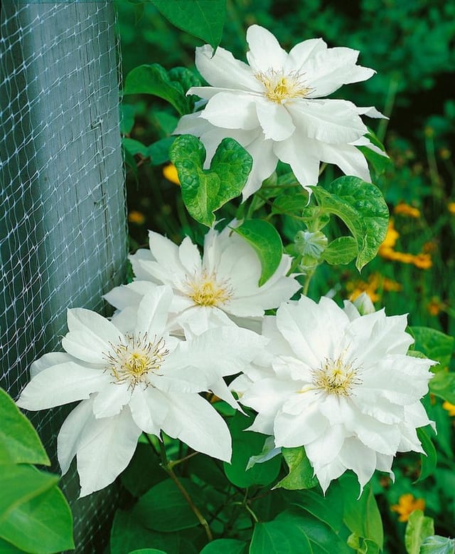 Clematis Texensis Duchess Of Edinburgh Weiß 60–100 cm