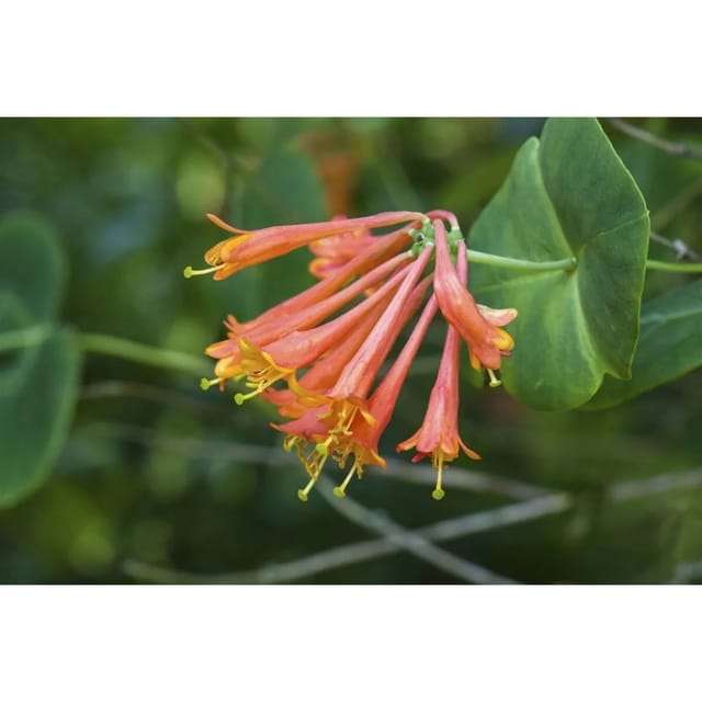 Lonicera Brownii Dropmore Scarlet Geißblatt Scharlachrot 60–100 cm
