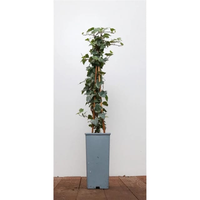 Hedera Helix Eva Efeu Grün-Gelb 40–60 cm