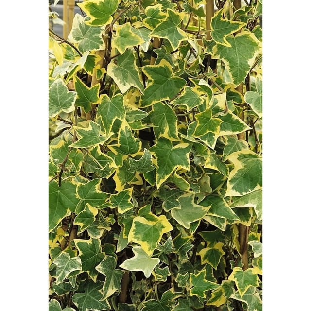 Hedera Helix Goldchild Efeu Gelb-Grün Ca. 9x9 cm Topf