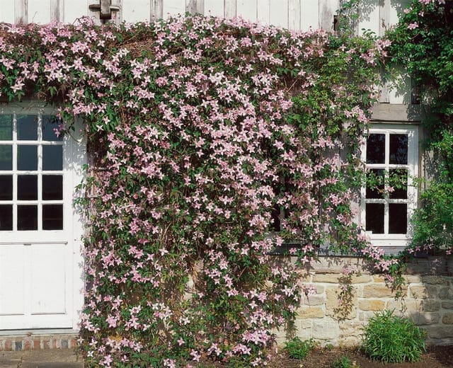 Clematis Montana Elizabeth Berg-Waldrebe Rosa 60–100 cm
