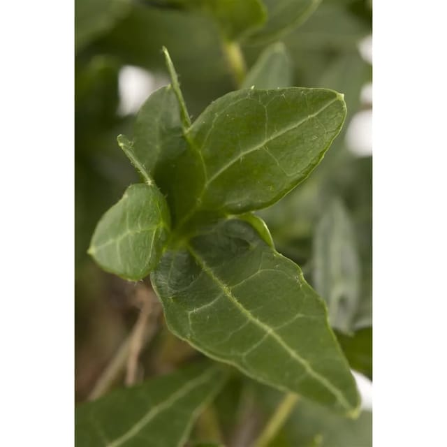 Hedera Helix Efeu Immergrün 60–100 cm