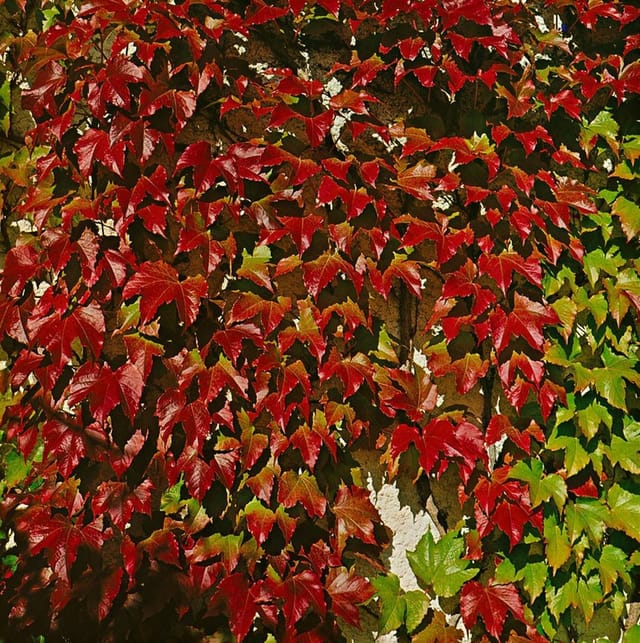 Parthenocissus Tricuspidata Veitchii Robusta Kletterpflanze 60–100 cm