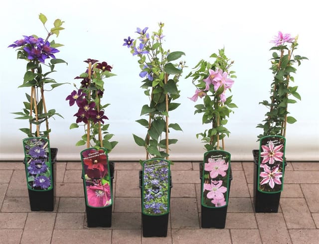Clematis Hybride Margaret Hunt Waldrebe Lavendelrosa 40–60 cm