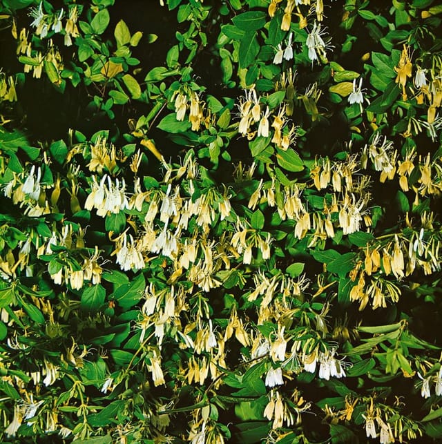 Lonicera Japonica Halliana Japanische Geißschlinge Cremeweiß 60–100 cm