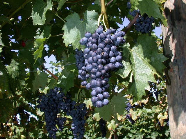 Vitis Vinifera Regent Weinrebe 80–100 cm