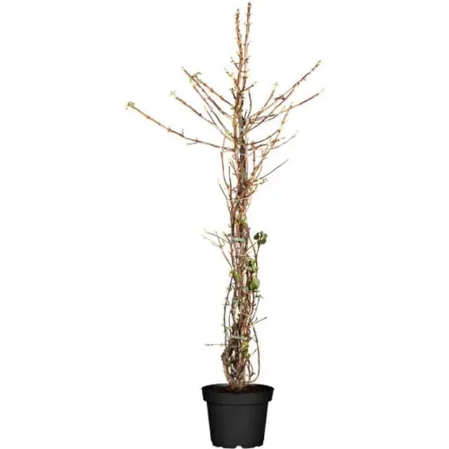 Hydrangea Petiolaris Kletterhortensie Weiß 60–80 cm