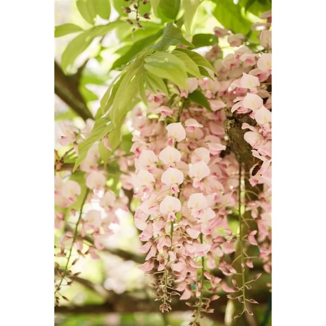 Wisteria Brachybotrys Shiro Beni Japanische Wisteria 40–60 cm