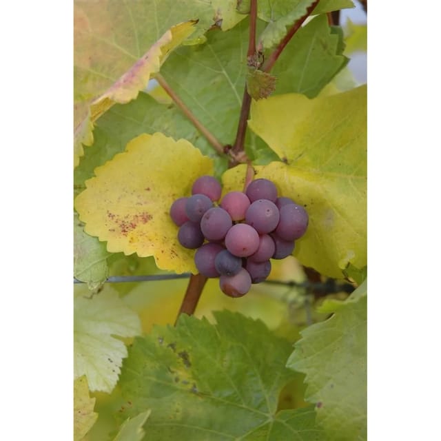 Vitis Vinifera Kernlos Rot 80–100 cm