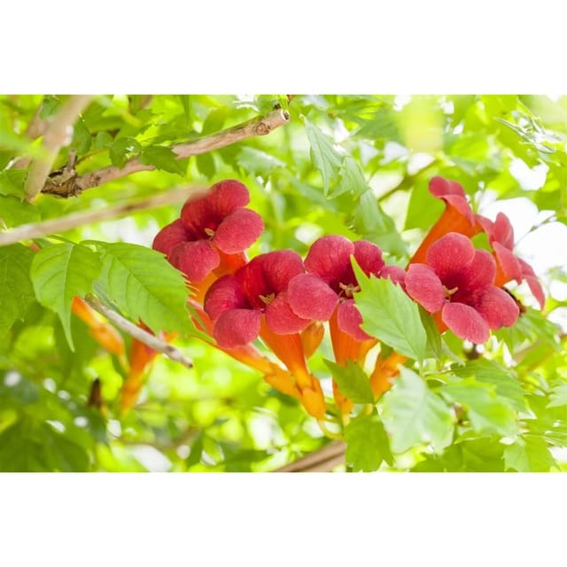 Campsis Radicans Trompetenblume Orange 150–200 cm
