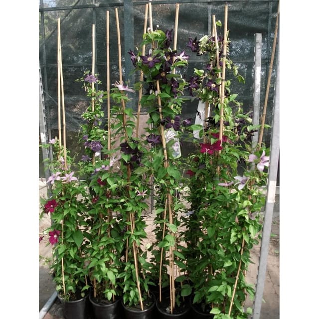 Clematis Viticella Madame Julia Correvon Waldrebe Rot 100–150 cm