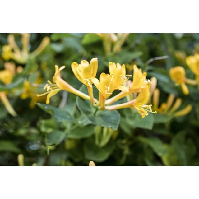 Lonicera Heckrottii Geißblatt Duftend 100–150 cm