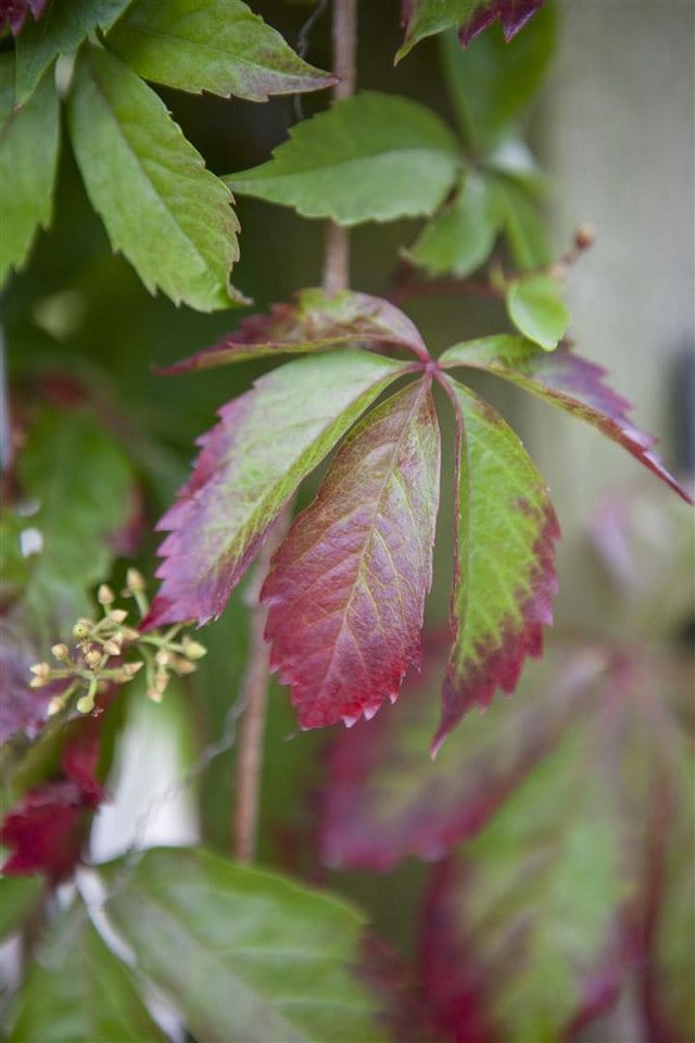 Parthenocissus Quinquefolia Wilder Wein 60–100 cm