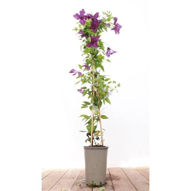 Clematis Viticella Etoile Violette Waldrebe Violett 40–60 cm