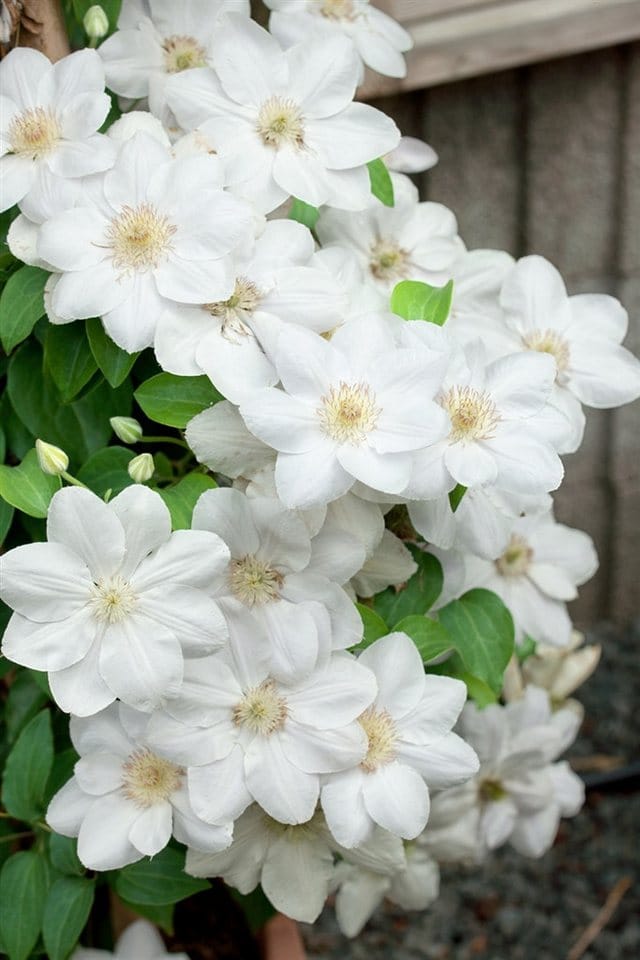 Clematis Hybride Shirayukihime Weiß 60–100 cm