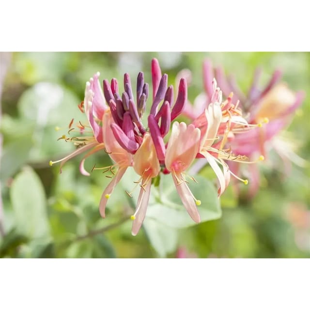 Lonicera Periclymenum Serotina Geißblatt Rot-Gelb 60–100 cm