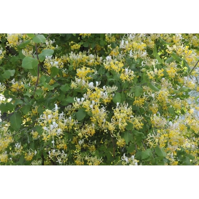 Lonicera Japonica Halliana Japanische Geißschlinge Cremeweiß 150–200 cm