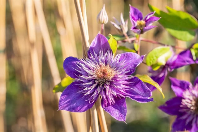 Clematis Hybride Multi Blue Waldrebe Blau 60–100 cm