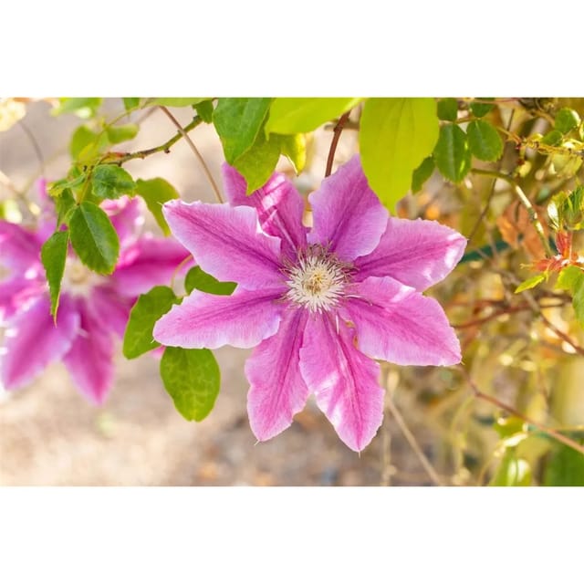 Clematis Bees Jubilee Rosa-Weiß 60–100 cm
