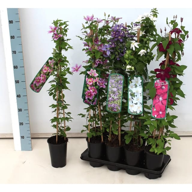 Clematis Alpina Alpen-Waldrebe Blauviolett 60–100 cm