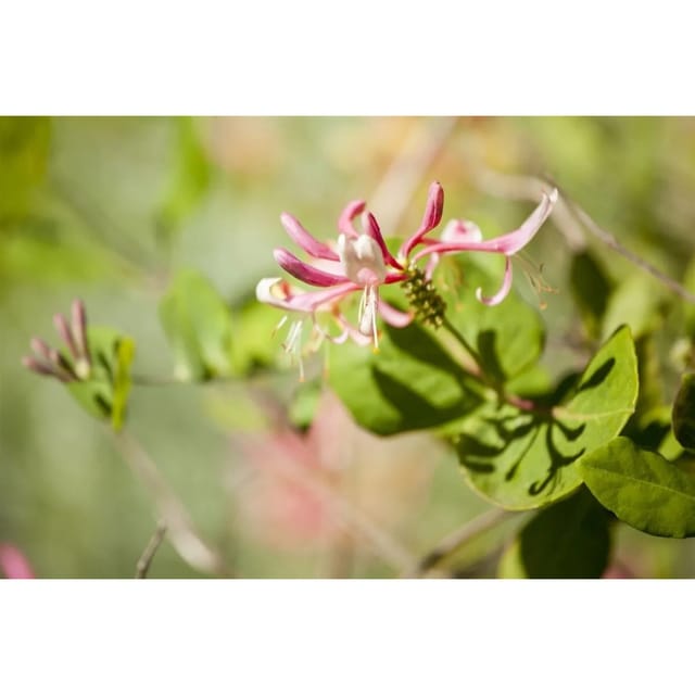 Lonicera Heckrottii Goldflame Geißblatt Rosa-Gelb 80–100 cm