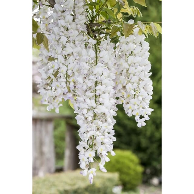 Wisteria Sinensis Alba Chinesischer Blauregen Weiß 150–200 cm