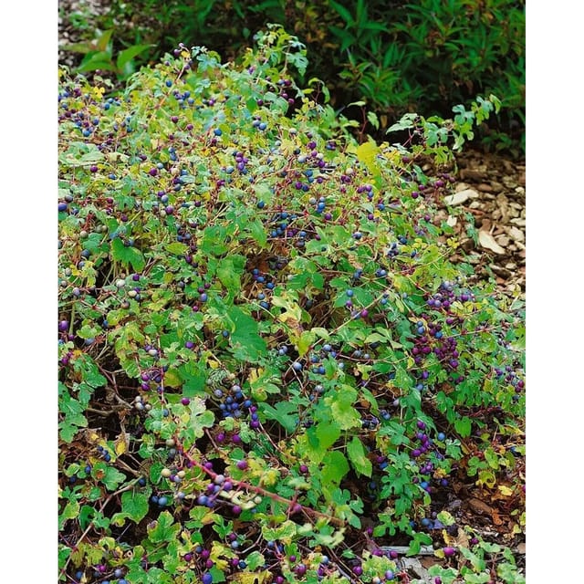 Ampelopsis Brevipedunculata Porzellanbeere 60–100 cm