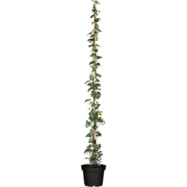 Hedera Helix Hibernica Irischer Efeu 100–150 cm