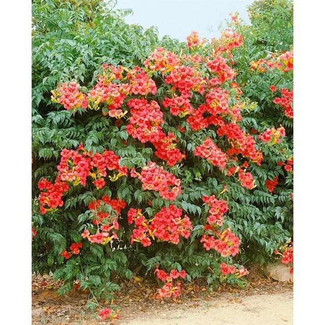 Campsis Radicans Grandiflora Trompetenblume Orange 80–100 cm