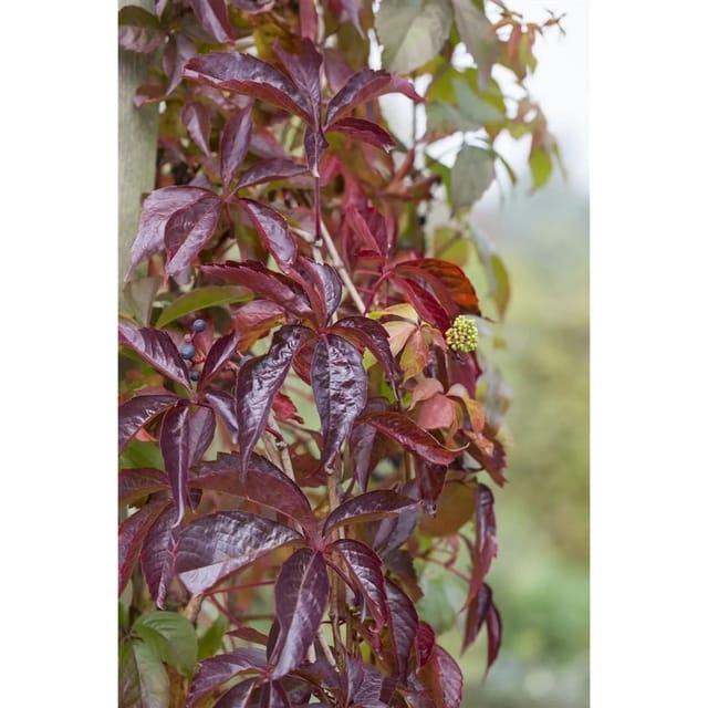 Parthenocissus Quinquefolia Wilder Wein 150–200 cm