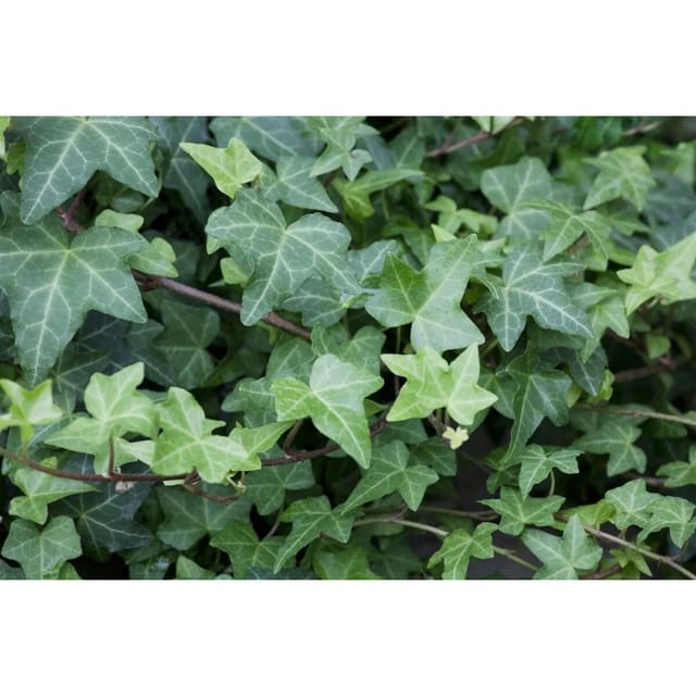 Hedera Helix Woerner Efeu Immergrün 80–100 cm