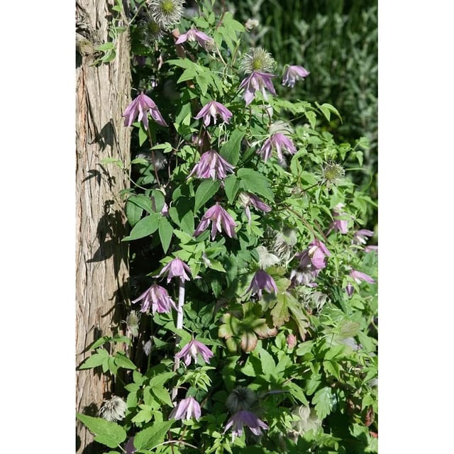 Clematis Country Rose Waldrebe Rosa 100–150 cm