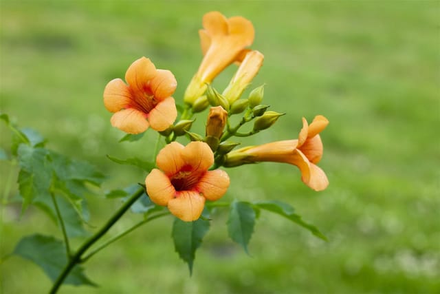 Campsis Tagliabuana Madame Galen Trompetenblume Orange-Rot 60–100 cm