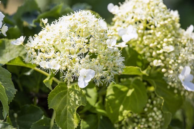 Hydrangea Petiolaris Kletterhortensie 40–60 cm