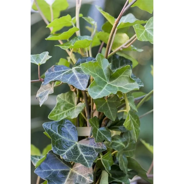 Hedera Helix Hibernica Irischer Efeu 40–60 cm