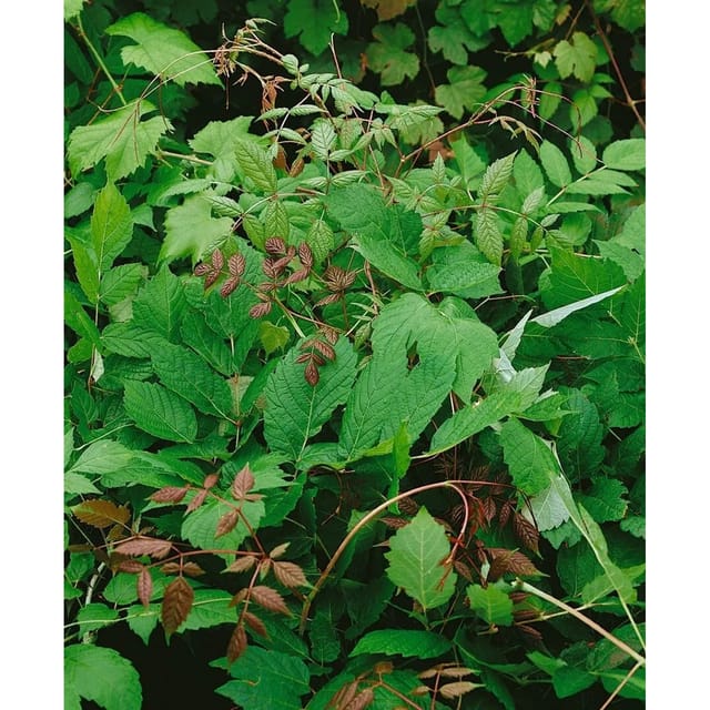 Ampelopsis Megalophylla 60–100 cm Dekoratives Laub
