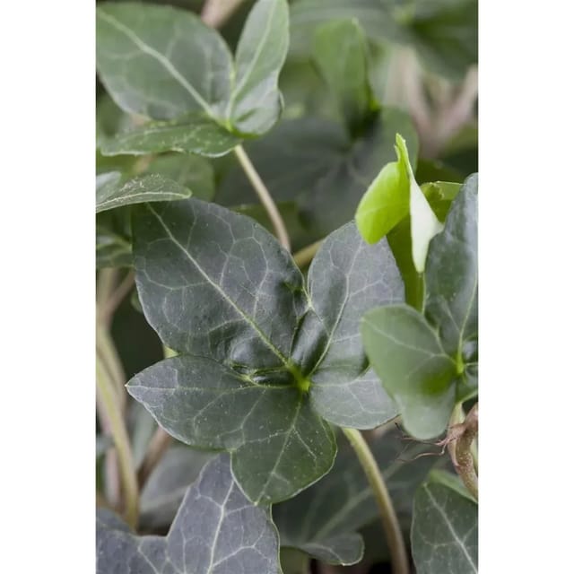 Hedera Helix Plattensee Efeu Immergrün 150–200 cm
