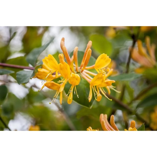 Lonicera Tellmanniana Geißblatt Orange-Gelb 80–100 cm